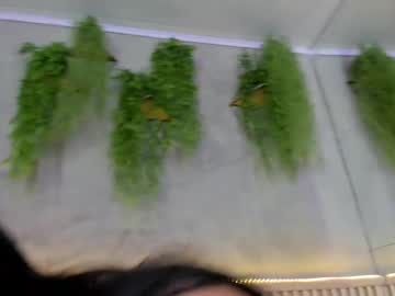 See Lana_lann online Now @ diddle.cam